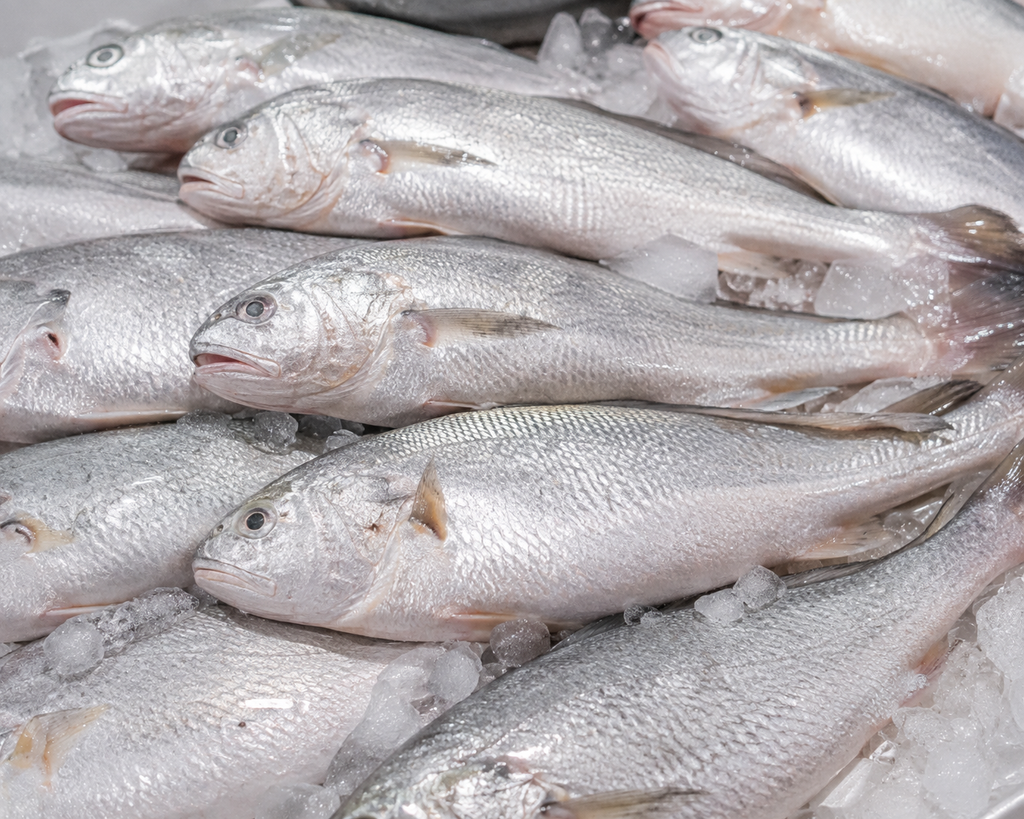 Silver croaker fish Pennahia argentata fresh whole fish, silvery white sea fish on ice, clean fish market display