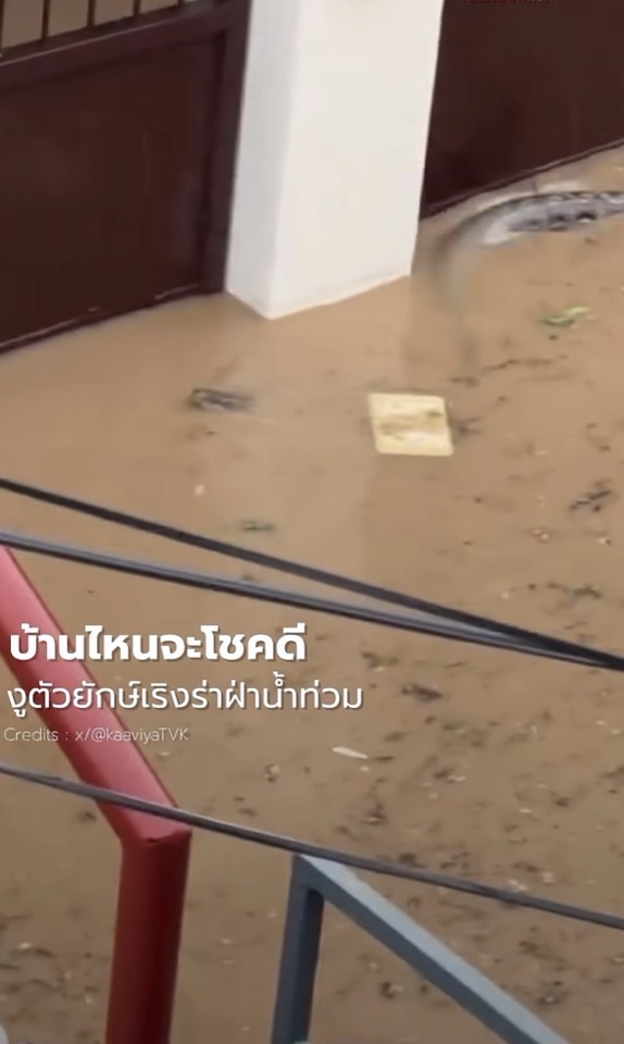 A huge snake swimming in a flooded street. Thai text is superimposed over the image.